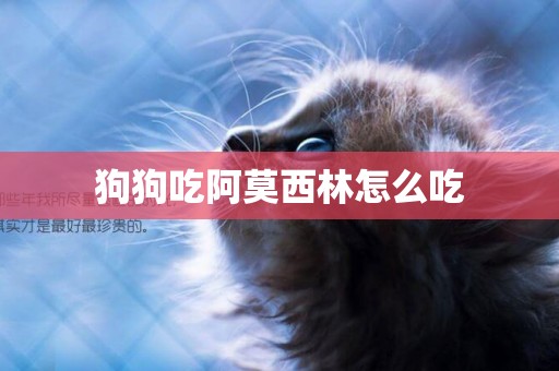 狗狗吃阿莫西林怎么吃