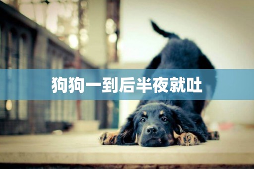 狗狗一到后半夜就吐