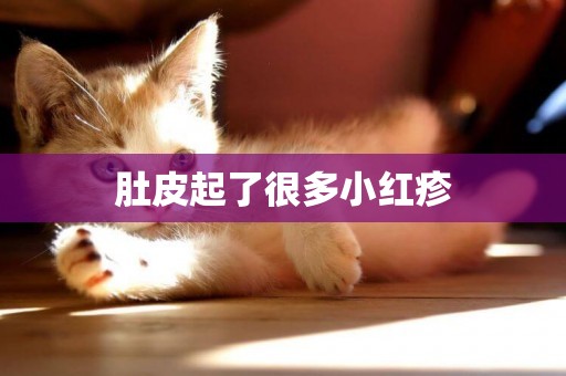 肚皮起了很多小紅疹