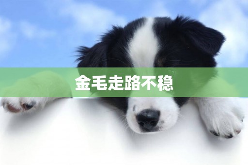 金毛走路不穩