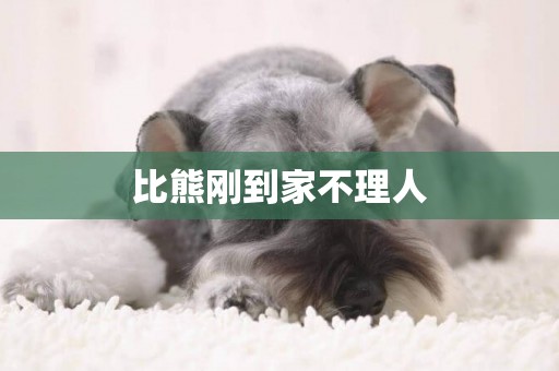比熊剛到家不理人