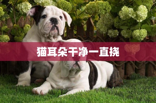 貓耳朵干凈一直撓