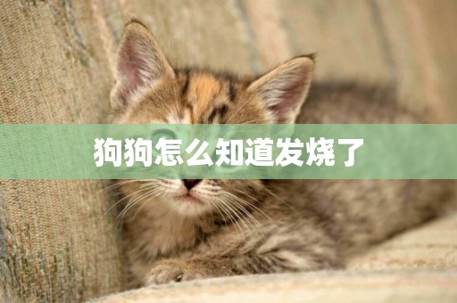 狗狗怎么知道發燒了