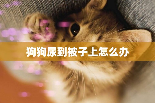 狗狗尿到被子上怎么辦
