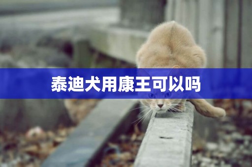 泰迪犬用康王可以嗎