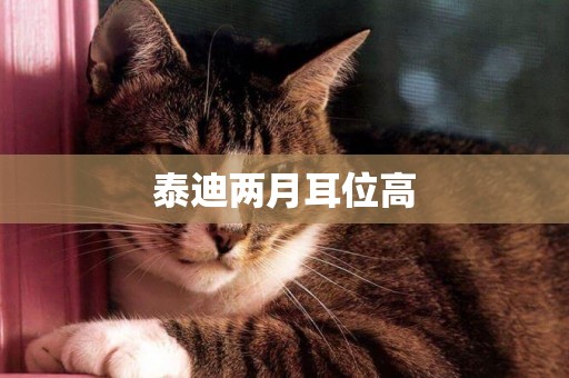 泰迪兩月耳位高