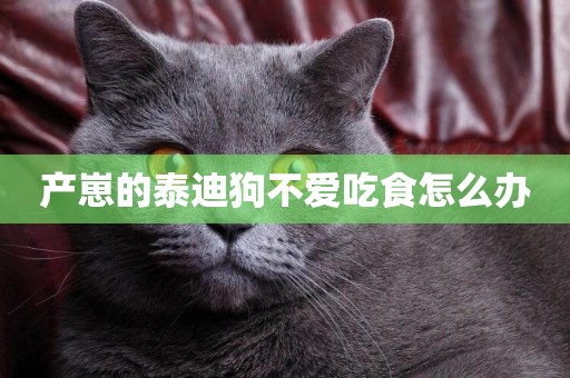 產崽的泰迪狗不愛吃食怎么辦