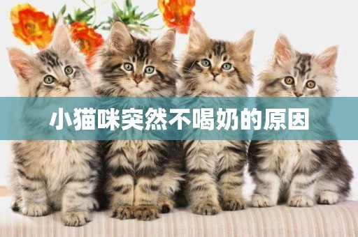 小貓咪突然不喝奶的原因
