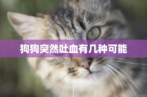 狗狗突然吐血有幾種可能