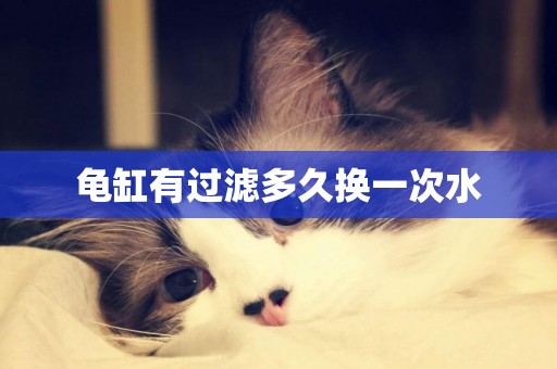 龜缸有過濾多久換一次水