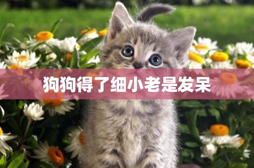 狗狗得了細小老是發呆