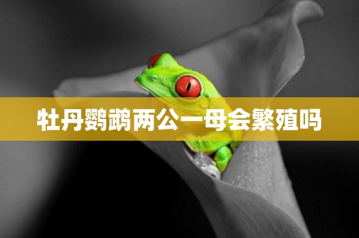 牡丹鸚鵡兩公一母會繁殖嗎