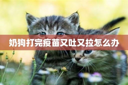 奶狗打完疫苗又吐又拉怎么辦