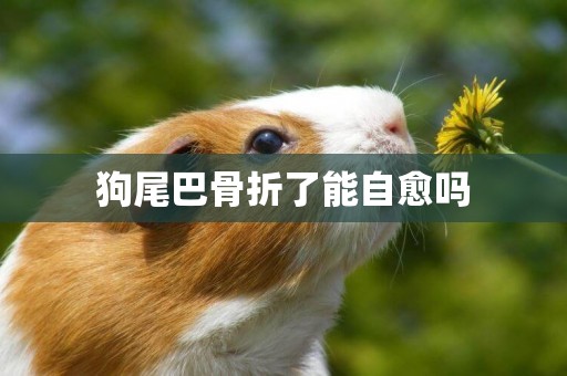狗尾巴骨折了能自愈嗎