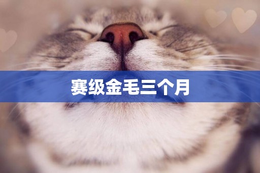 賽級金毛三個月