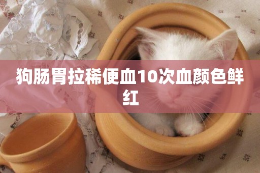 狗腸胃拉稀便血10次血顏色鮮紅