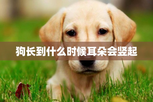 狗長到什么時候耳朵會豎起