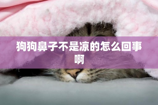 狗狗鼻子不是涼的怎么回事啊