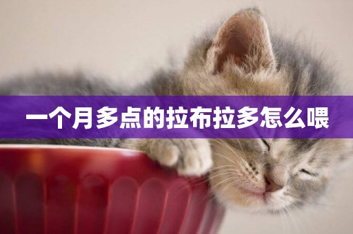 一個月多點的拉布拉多怎么喂