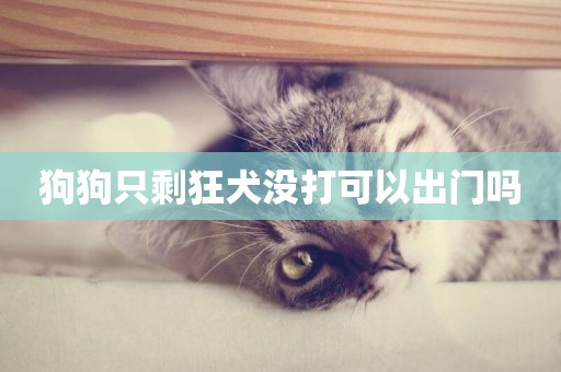 狗狗只剩狂犬沒打可以出門嗎