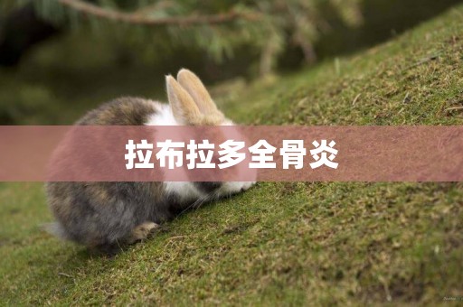 拉布拉多全骨炎