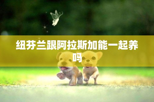 紐芬蘭跟阿拉斯加能一起養嗎