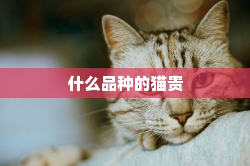 什么品種的貓貴