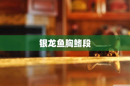 銀龍魚胸鰭段