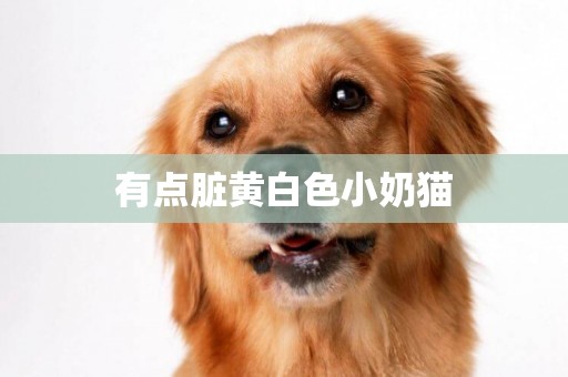 有點臟黃白色小奶貓
