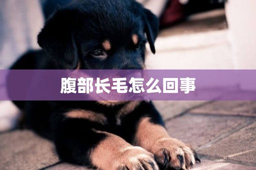 腹部長毛怎么回事