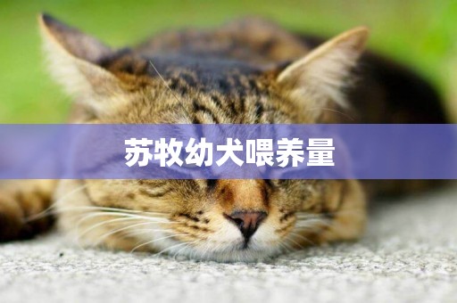 蘇牧幼犬喂養量