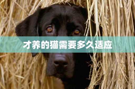 才養的貓需要多久適應