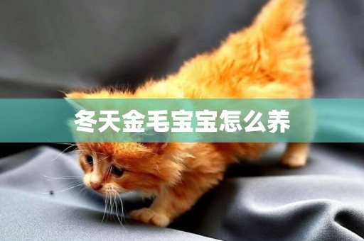 冬天金毛寶寶怎么養