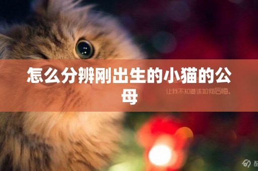 怎么分辨剛出生的小貓的公母