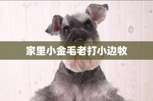 家里小金毛老打小邊牧