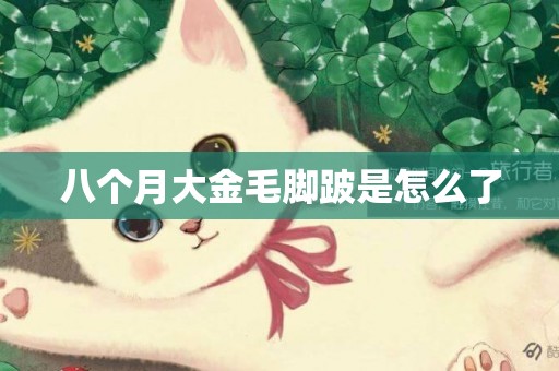 八個月大金毛腳跛是怎么了
