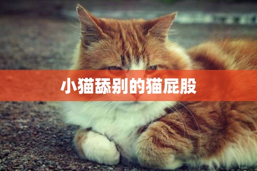 小貓舔別的貓屁股