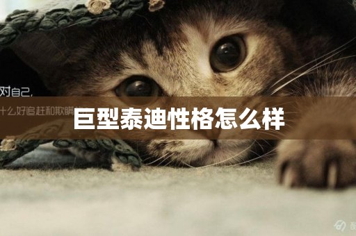 巨型泰迪性格怎么樣