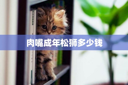 肉嘴成年松獅多少錢