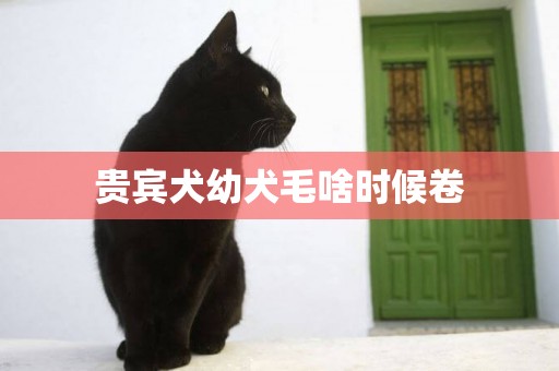 貴賓犬幼犬毛啥時候卷