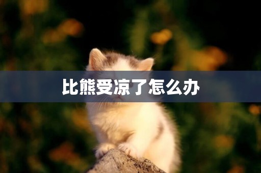 比熊受涼了怎么辦