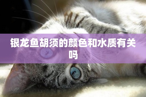 銀龍魚胡須的顏色和水質有關嗎