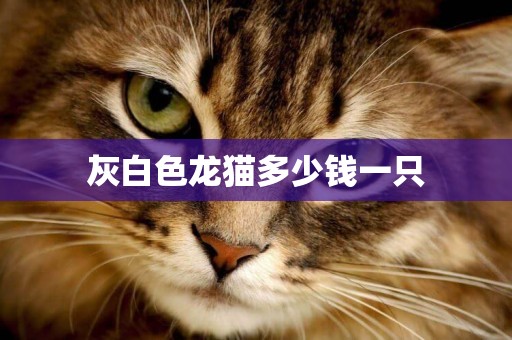 灰白色龍貓多少錢一只