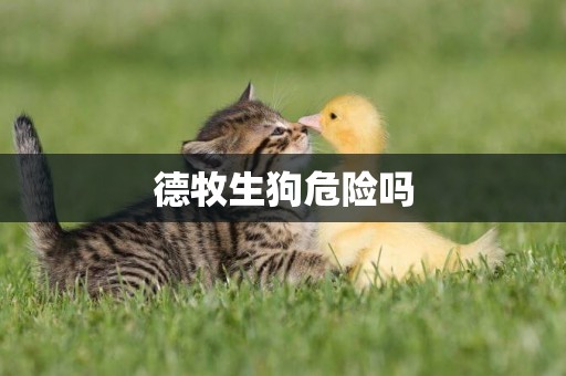 德牧生狗危險嗎