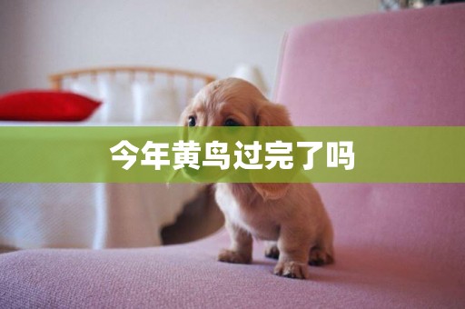 今年黃鳥過完了嗎
