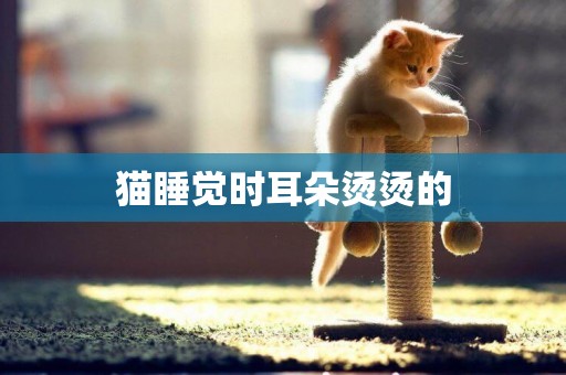 貓睡覺時耳朵燙燙的