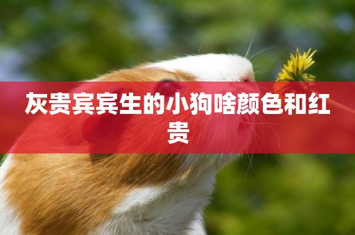 灰貴賓賓生的小狗啥顏色和紅貴