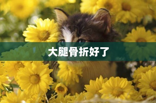 大腿骨折好了