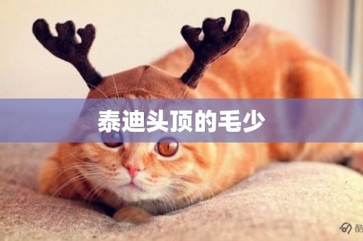 泰迪頭頂的毛少