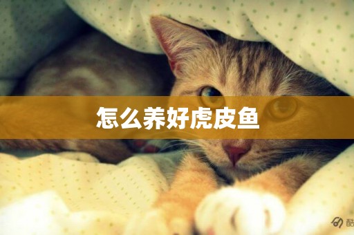 怎么養好虎皮魚